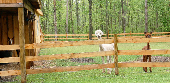 alpacas%20in%20pasture.jpg.jpg