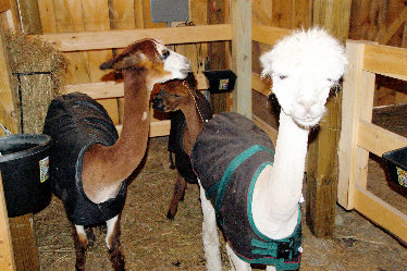 boys%20after%20shearing.jpg.jpg