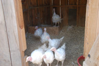 cluckin%20a%20critter%20farm002002.jpg