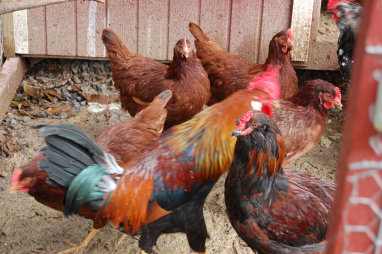 cluckin%20a%20critter%20farm002013.jpg