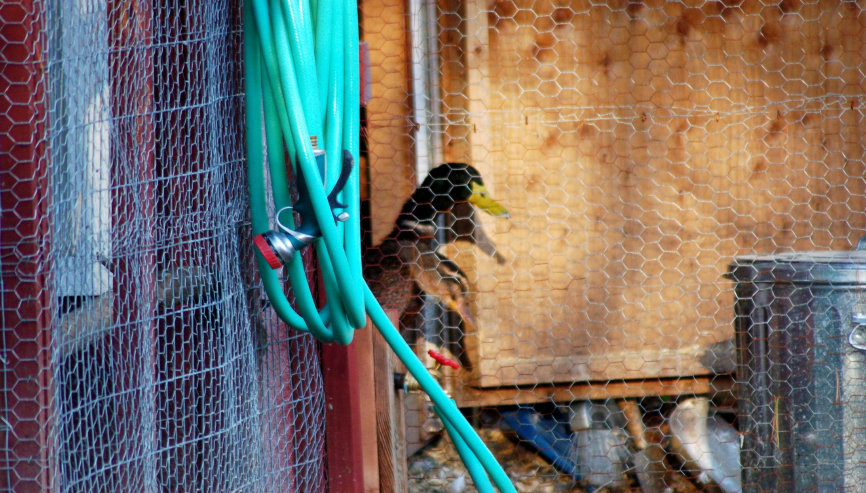 cluckin%20a%20critter%20farm003003.jpg