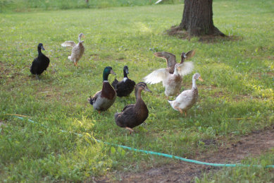 cluckin%20a%20critter%20farm003005.jpg