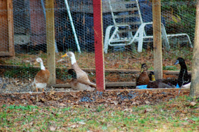 cluckin%20a%20critter%20farm003010.jpg