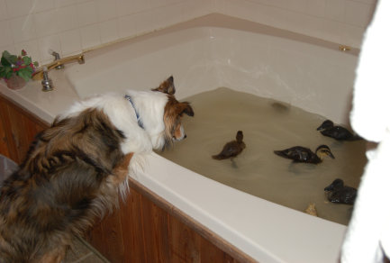 cluckin%20a%20critter%20farm003018.jpg