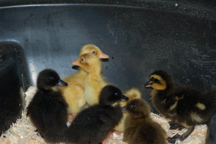 cluckin%20a%20critter%20farm003019.jpg