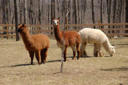 cluckin%20a%20critter%20farm005005.jpg