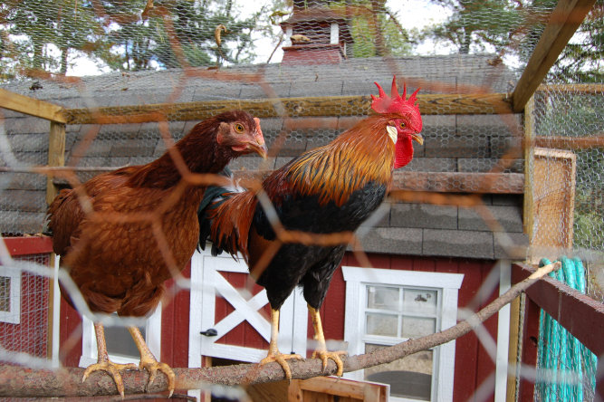 cluckin%20a%20critter%20farm005007.jpg