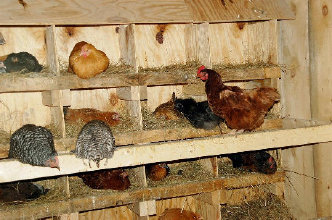 cluckin%20a%20critter%20farm006010.jpg