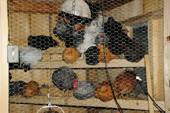 cluckin%20a%20critter%20farm006011.jpg
