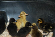 cluckin%20a%20critter%20farm012014.jpg