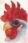 cluckin%20a%20critter%20farm013016.jpg