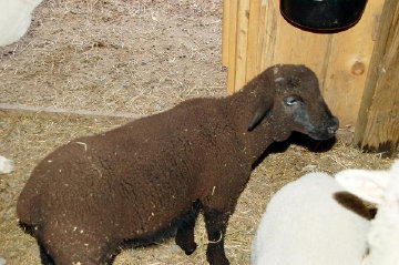 cluckin%20a%20critter%20farm014011.jpg