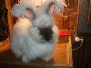 cluckin%20a%20critter%20farm016003.jpg