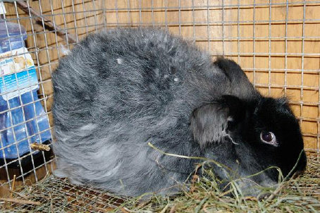 cluckin%20a%20critter%20farm016015.jpg