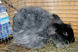cluckin%20a%20critter%20farm017011.jpg
