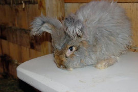 cluckin%20a%20critter%20farm017012.jpg