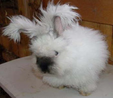 cluckin%20a%20critter%20farm018012.jpg
