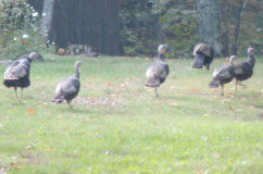 cluckin%20a%20critter%20farm018013.jpg