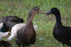 cluckin%20a%20critter%20farm018016.jpg