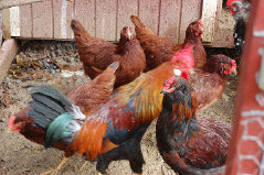 cluckin%20a%20critter%20farm018017.jpg