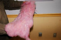 cluckin%20a%20critter%20farm019015.jpg