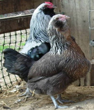 cluckin%20a%20critter%20farm021007.jpg