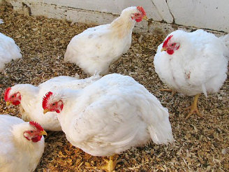 cluckin%20a%20critter%20farm021009.jpg