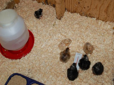 cluckin%20a%20critter%20farm021011.jpg