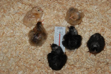 cluckin%20a%20critter%20farm021012.jpg