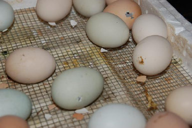 cluckin%20a%20critter%20farm021013.jpg