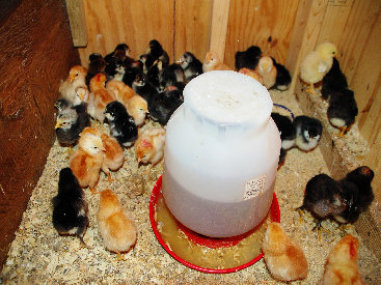 cluckin%20a%20critter%20farm021015.jpg