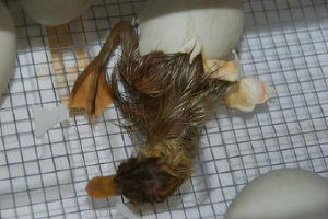 cluckin%20a%20critter%20farm022008.jpg