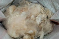 cluckin%20a%20critter%20farm022021.jpg