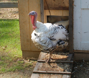 cluckin%20a%20critter%20farm023006.jpg
