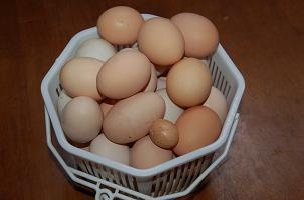cluckin%20a%20critter%20farm024012.jpg