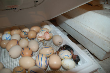 cluckin%20a%20critter%20farm025013.jpg
