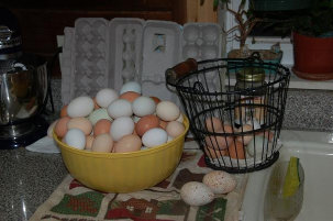 cluckin%20a%20critter%20farm028007.jpg