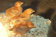 cluckin%20a%20critter%20farm034018.jpg