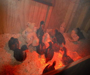 cluckin_a_critter_farm002003.jpg