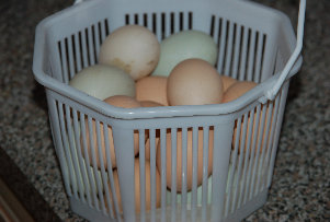 cluckin_a_critter_farm002005.jpg