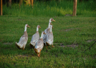 cluckin_a_critter_farm003001.jpg