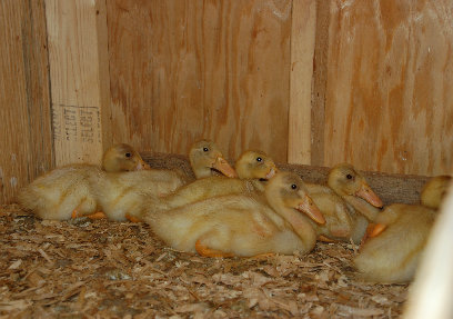 cluckin_a_critter_farm003002.jpg