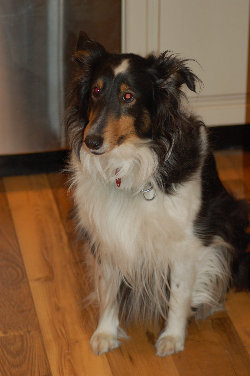 dutchess.jpg