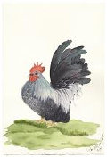 cluckin_a_critter_farm,_llc014033.jpg