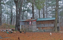 cluckinacritterfarm001007.jpg