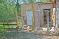 cluckinacritterfarm001009.jpg