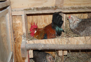 cluckinacritterfarm007003.jpg