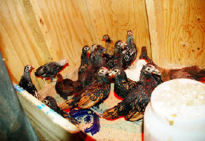 cluckinacritterfarm007005.jpg